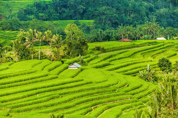 Rice fields on terraced of Bali, Indonesia. Fields prepare the