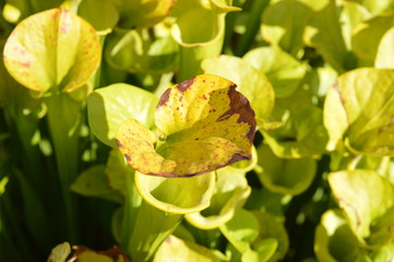 Feuilles de sarracenia flava maxima