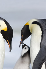 Kaiserpinguin mit Küken