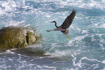 Pacific Reef Egret (Egretta sacra)