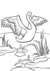 Obraz premium Beautiful swan in the pond