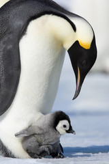Kaiserpinguin mit K&uuml;ken