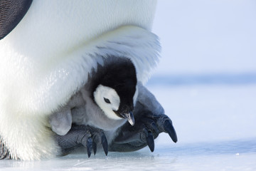 Kaiserpinguinküken