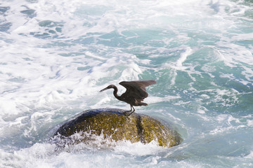 Pacific Reef Egret (Egretta sacra)