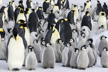 Kaiserpinguinkolonie