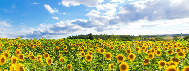 Sonnenblumenfeld - Panorama