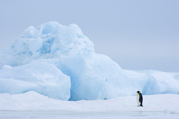 Kaiserpinguine wandern über das Eis