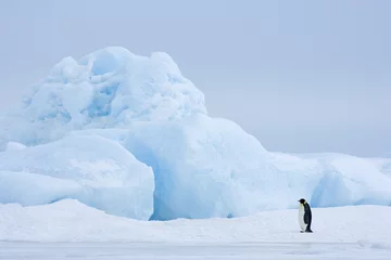 Poster Im Rahmen Kaiserpinguine wandern über das Eis © aussieanouk