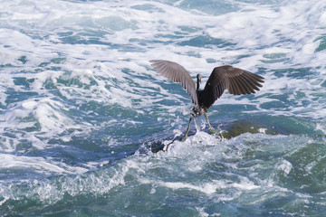 Pacific Reef Egret (Egretta sacra)