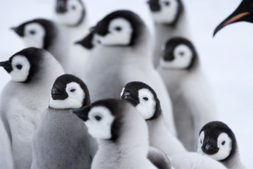 Kaiserpinguine Kindergarten