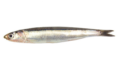 Whole single fresh raw european anchovy isolated on a white - obrazy, fototapety, plakaty