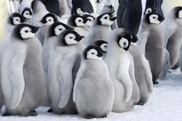 Kaiserpinguine Kindergarten