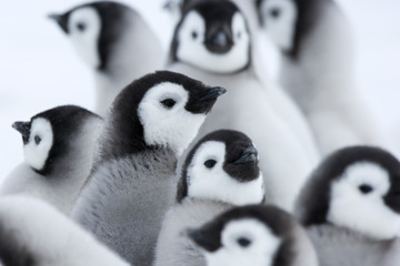 Obraz premium Kaiserpinguine Kindergarten