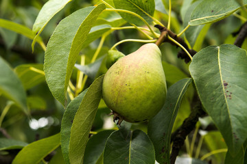 Pears on the tree