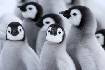 Kaiserpinguine Kindergarten © aussieanouk