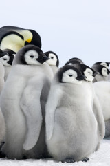 Kaiserpinguine Kindergarten