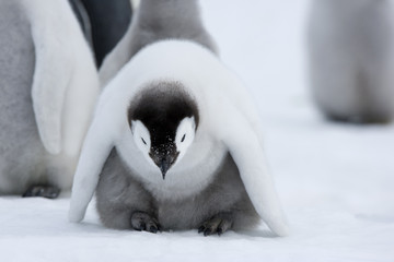Kaiserpinguinküken