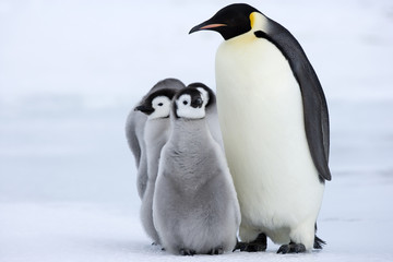 Kaiserpinguin mit Küken