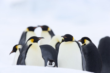 Fototapeta premium Kaiserpinguin mit Küken