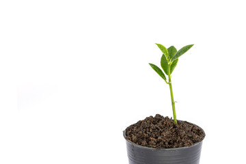 Young green plant in small black pot isolated on white