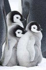 Kaiserpinguinküken