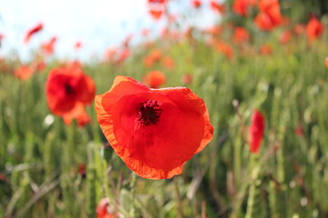 Scarlet Poppies in Field of Corn, Summer, England.