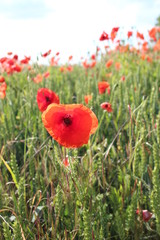 Scarlet Poppies in Field of Corn, Summer, England.