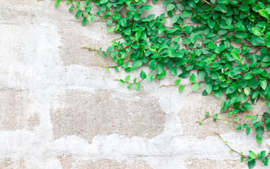 Green Creeper Plant on white wall