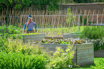 Scarecrow in a country vegetable garden