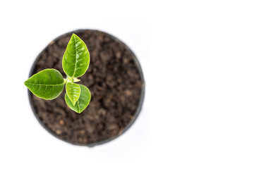 Young green plant in small black pot isolated on white