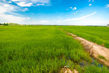 Green Rice Field with Blue Sky and path way