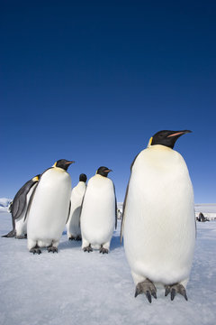 Kaiserpinguine