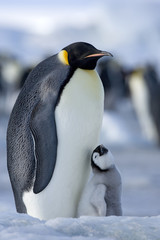 Fototapeta premium Kaiserpinguin mit Küken