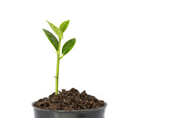 Young green plant in small black pot isolated on white