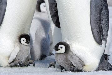 Kaiserpinguinküken © aussieanouk