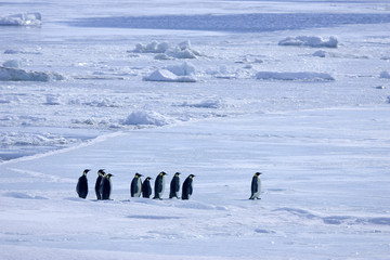 Kaiserpinguine wandern über das Eis