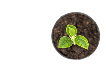 Young green plant in small black pot isolated on white