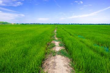 Fototapeta na wymiar Green Rice Field with Blue Sky and path way