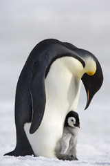 Kaiserpinguin mit K&uuml;ken