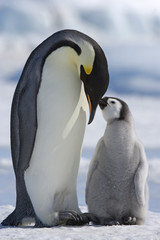 Obraz premium Kaiserpinguin mit Küken