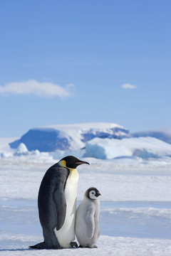 Kaiserpinguin mit K&uuml;ken
