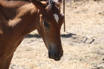 Obraz premium Pequeño potro en familia