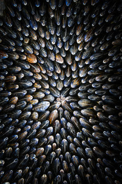 Mussel-Eclade