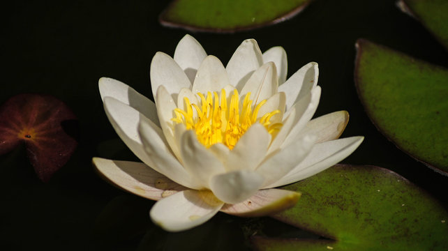 Water white lily on the lake.
