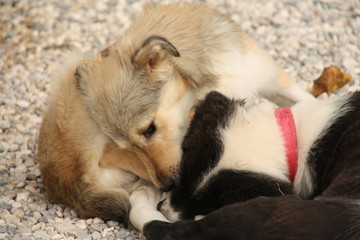 Junge Hunde, Young Turkish Dogs, raufen, gesehen in der Türkei Winter 2013