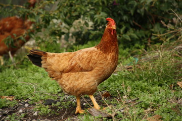 Huhn, turkis Hen, auf Futtersuche auf gruener Wiese, Lykien, Tuerkey, Winter 13