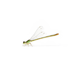 Dragonfly sideview isolate on white background