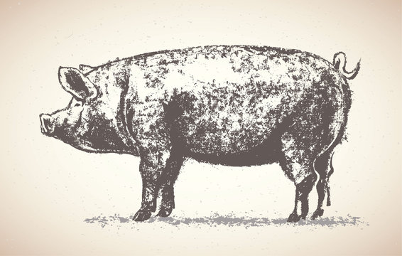 Graphic pig. Vector illustration, drawn by hand.