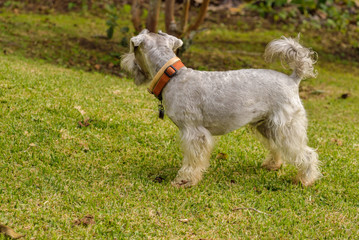 Grey Schnauzer on a green field