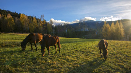 Konie, góry, beskidy,  © III1